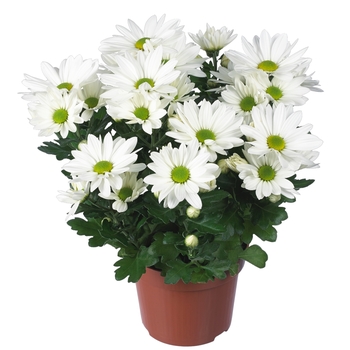 Chrysanthemum indicum 'Breeze Purity' (114937)