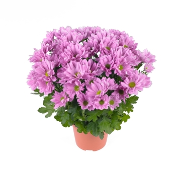 Chrysanthemum indicum 'Breeze Rosy' (114943)