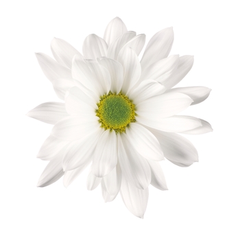 Chrysanthemum indicum 'Breeze Snow' (114944)