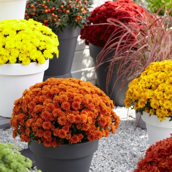 Chrysanthemum x morifolium Sunbeam 'Dark Bronze' (114987)