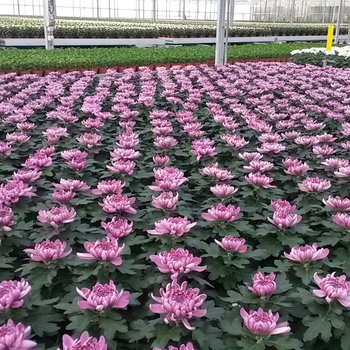 Chrysanthemum indicum 'Cosmo Purple' (115037)