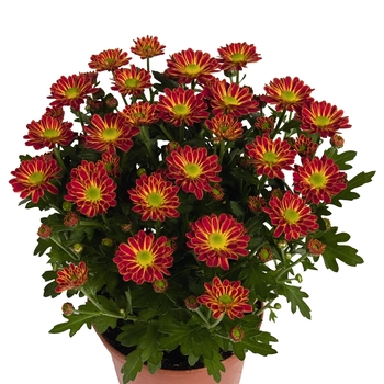 Chrysanthemum indicum 'Swifty Orange Bicolor' (115059)