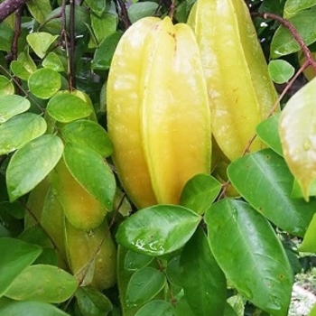 Averrhoa carambola 'Siri Kembangen' 