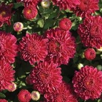 Dendranthema 'Sizzling Igloo' Perennial Mum from Garden Center Marketing