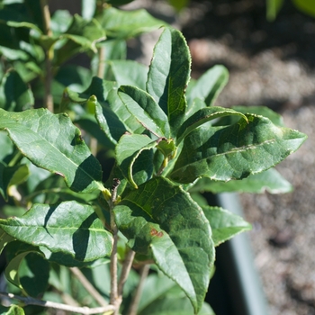 Osmanthus fragrans var. aurantiacus '' (115441)