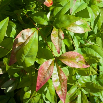 Nandina domestica 'Firepower' (115443)