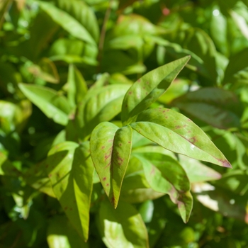 Nandina domestica 'Firepower' (115444)