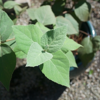 Viburnum carlesii 'Spice Baby™' (115446)