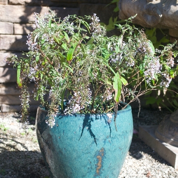 Buddleia davidii 'Wisteria Lane' (115448)