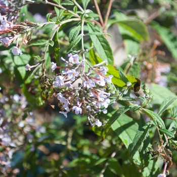 Buddleia davidii 'Wisteria Lane' (115449)