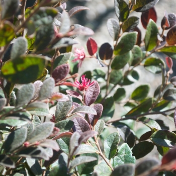 Loropetalum chinense var. rubrum 'Daruma' (115453)