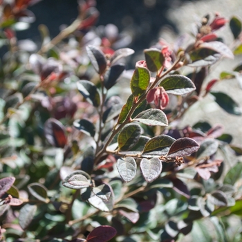 Loropetalum chinense var. rubrum 'Daruma' (115454)