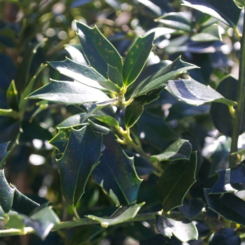 Ilex 'Christmas Jewel®' (115457)