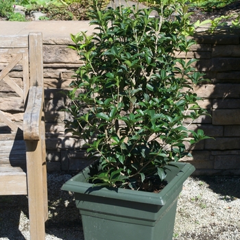 Osmanthus x fortunei '' (115459)