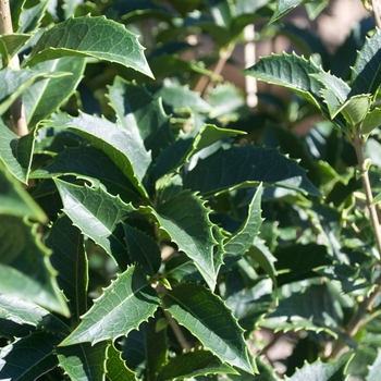 Osmanthus x fortunei '' (115460)