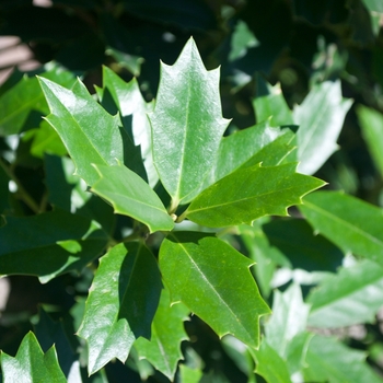 Ilex 'Oak Leaf™' (115464)