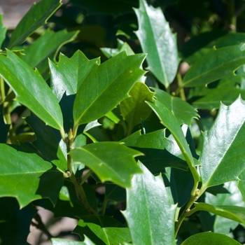 Ilex 'Oak Leaf™' (115465)