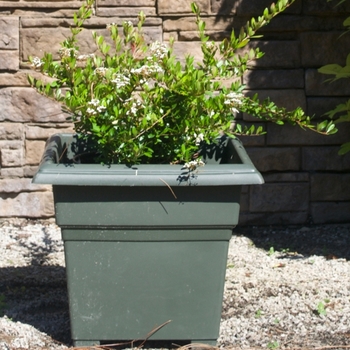 Viburnum obovatum 'Raulston's Hardy' (115471)