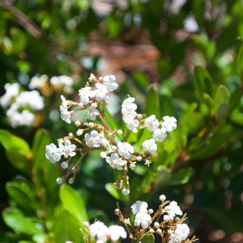 Viburnum obovatum 'Raulston's Hardy' (115473)