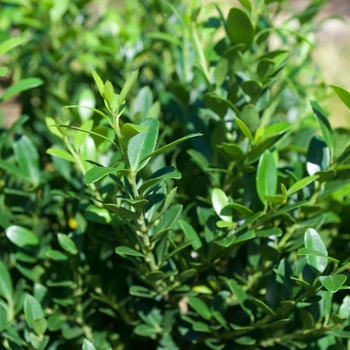 Ilex crenata 'Hoogendorn' (115478)