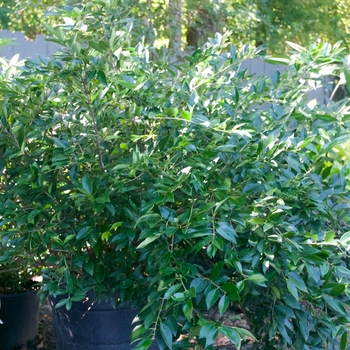 Ligustrum japonicum 'East Bay' (115479)