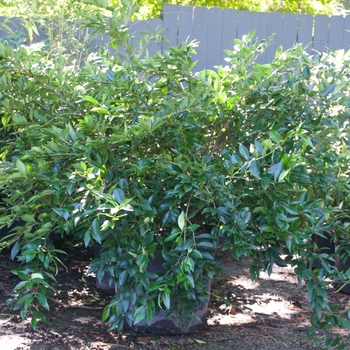 Ligustrum japonicum 'East Bay' (115480)