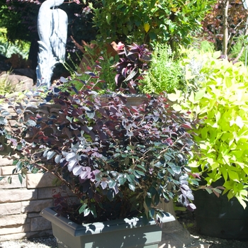 Loropetalum chinense 'Dark Fire' (115482)