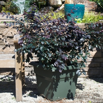 Loropetalum chinense 'Dark Fire' (115483)