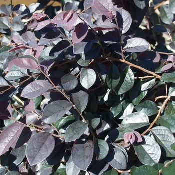 Loropetalum chinense 'Dark Fire' (115484)