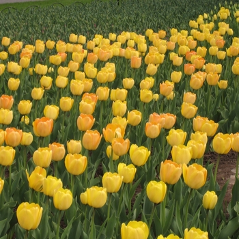 Tulipa 'Golden Apeldoorn' 