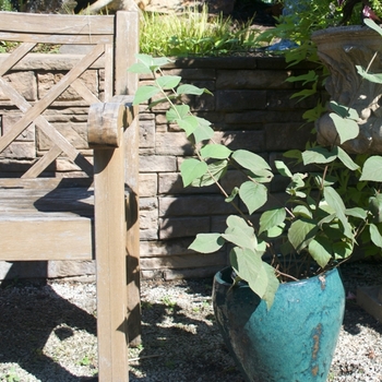 Viburnum carlesii 'Spice Baby™' (115492)