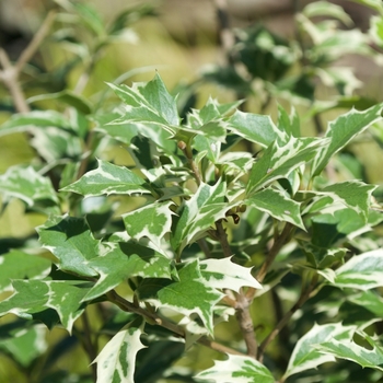 Osmanthus heterophyllus 'Variegatus' (115497)