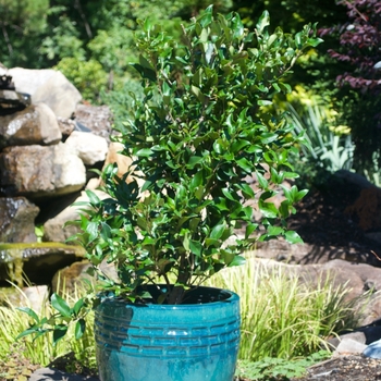 Ligustrum japonicum 'Recurvifolium' (115501)