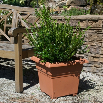 Buxus microphylla japonica 'Winter Gem' (115520)