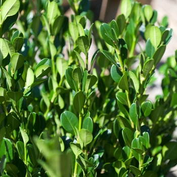 Buxus microphylla japonica 'Winter Gem' (115523)