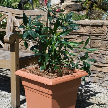 Illicium 'Woodland Ruby' (115536)