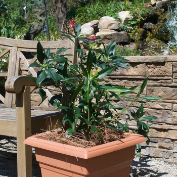 Illicium 'Woodland Ruby' (115537)