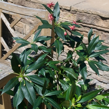 Illicium 'Woodland Ruby' (115538)