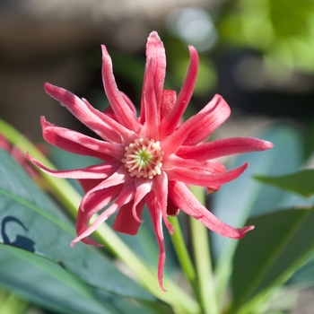 Illicium 'Woodland Ruby' (115540)