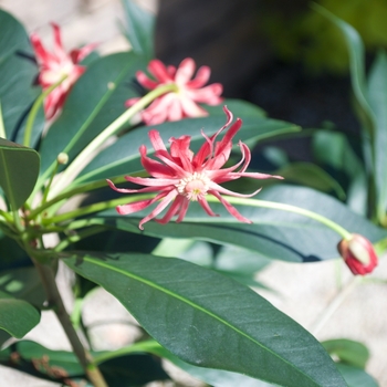 Illicium 'Woodland Ruby' (115541)