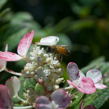 Hydrangea paniculata 'Little Quick Fire®' (115557)