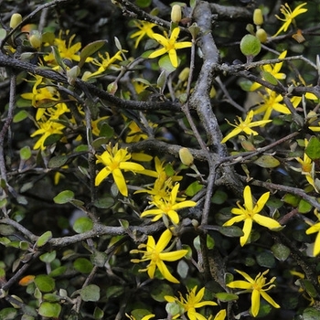 Corokia cotoneaster