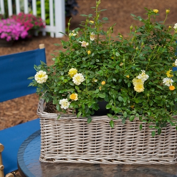 Rosa Sunrosa® 'Yellow' (115879)