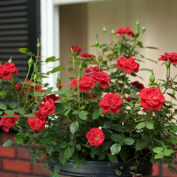 Rosa Sunrosa® 'Red' (115881)