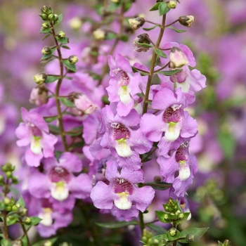 Angelonia Sungelonia® 'Blue' (115888)