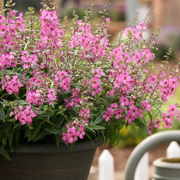 Angelonia 'Sungelodepi' Sungelodepi