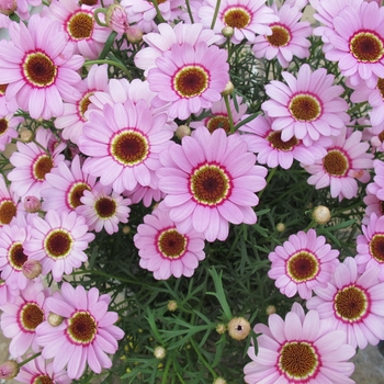 Argyranthemum Grandessa® 'Pink Halo' (115898)