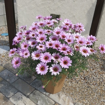 Argyranthemum Grandessa® 'Pink Halo' (115899)