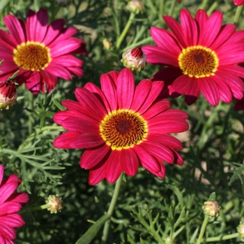 Argyranthemum Grandessa® 'Red' (115901)