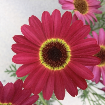 Argyranthemum Grandessa® 'Red' (115902)